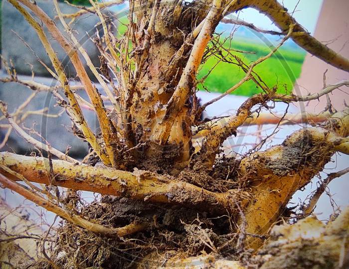 Root of plant, macro photo