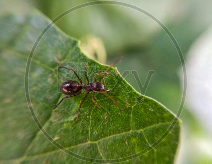 Micro ant photography