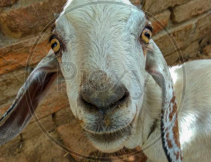 Meet 'Bablu' the smiling goat :)