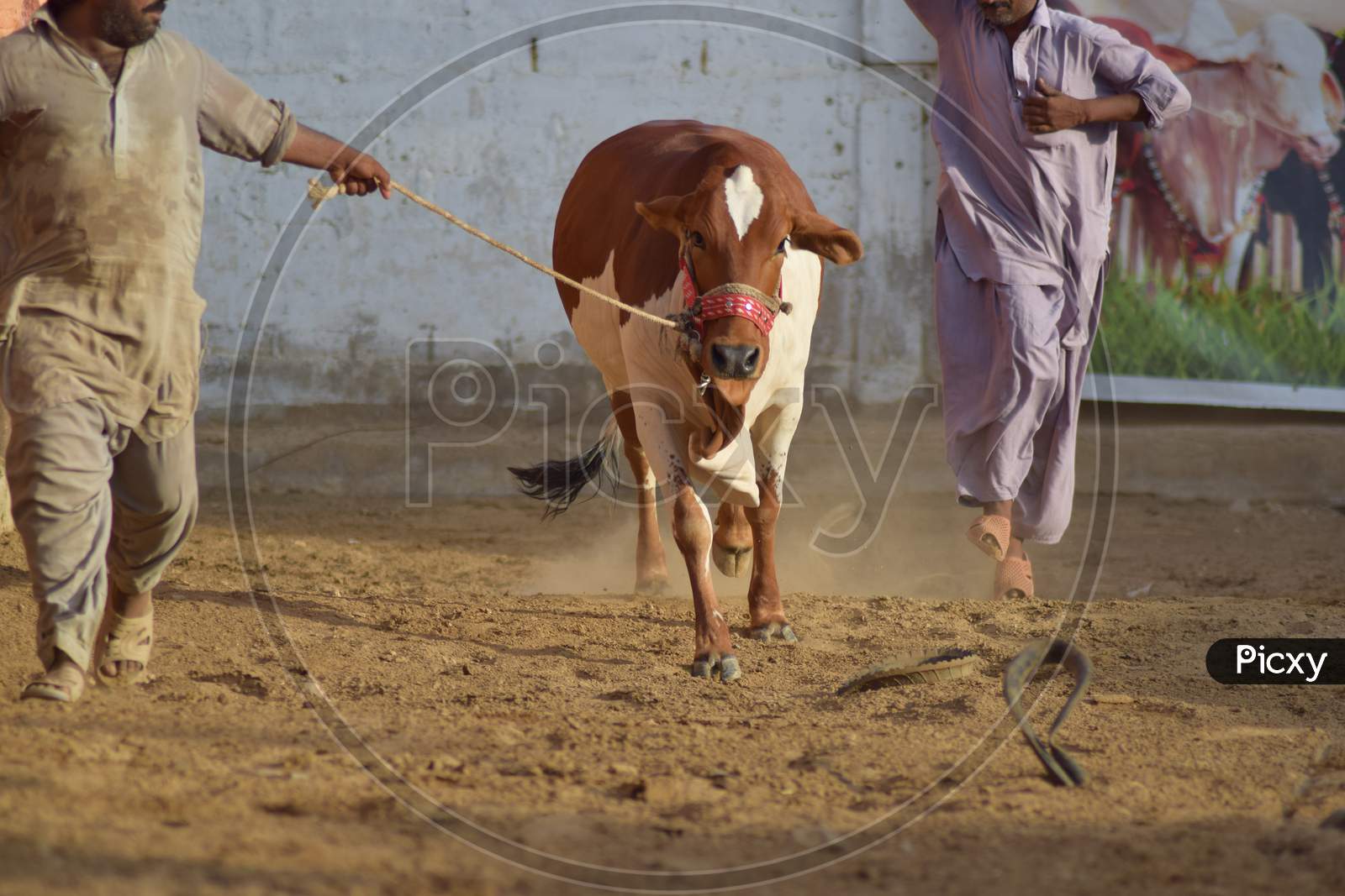 A Bull running in the Cattle Farm