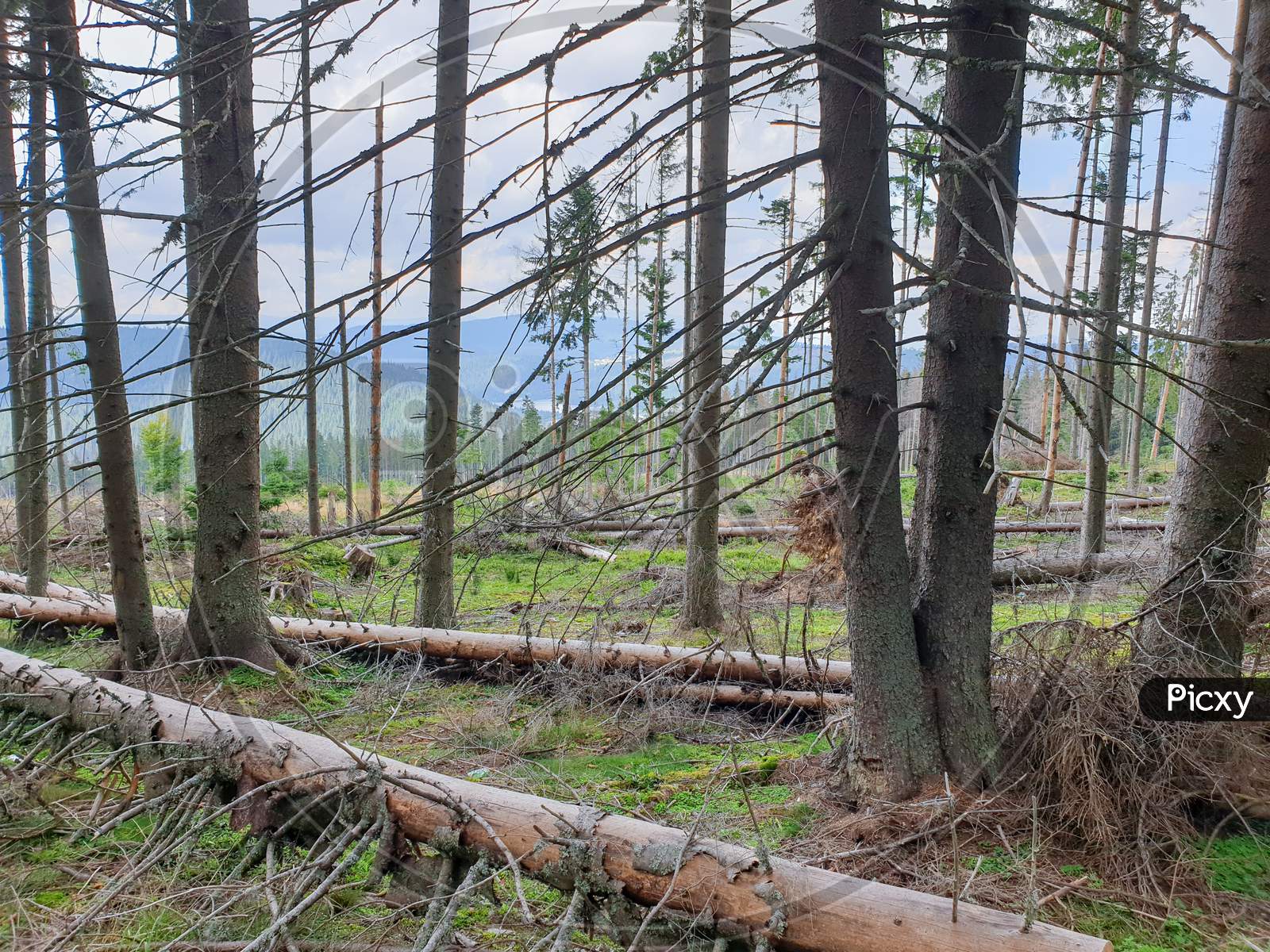 Illegal Pine Tree Cutting In Apuseni, Transylvania