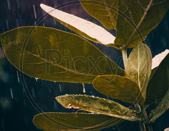 Leaf with Rain