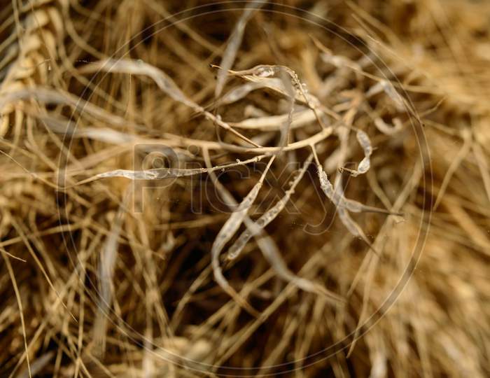 Micro Closeup Shot Of Indian Wheat Which Is Isolated On Field Before Cleanness.