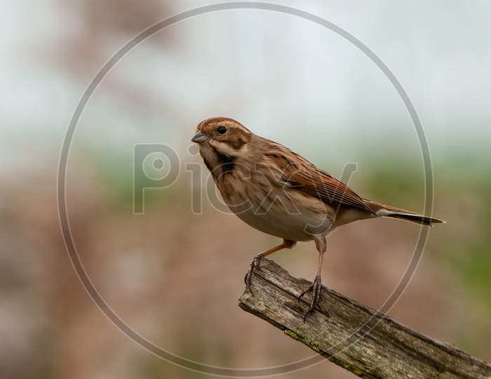 Female Reed Bunting (Emberiza Schoeniclus), Perched On Branch