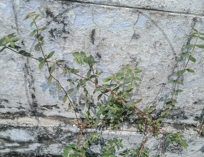 Euphorbia hirta plant