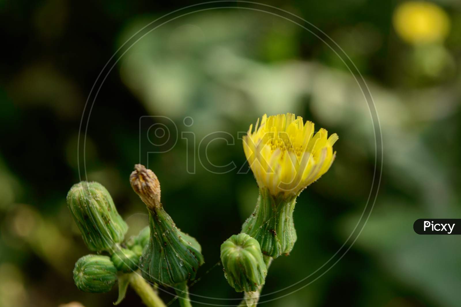 Beautiful Indian Yellow Flower On Field At Evening Cover Up With Spider Web.