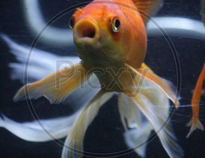 Queen Of Fishtank "GoldFish"