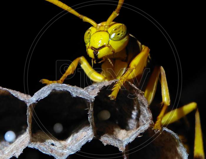 yellow Wasp