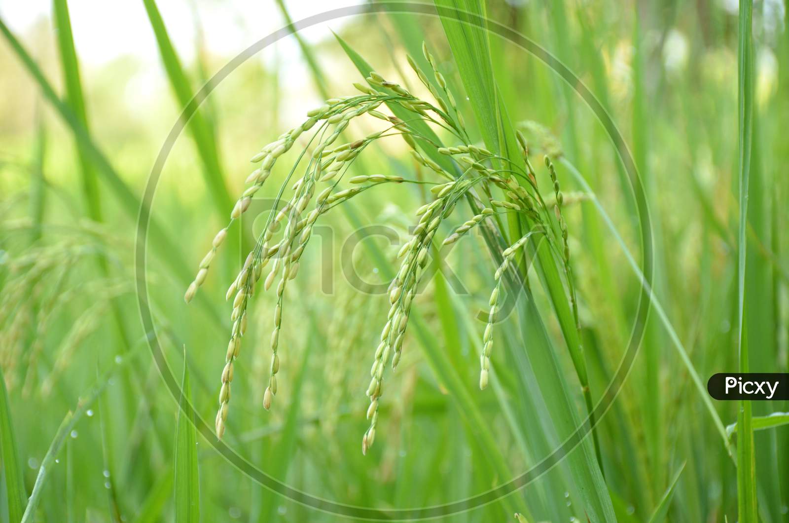 The Green Ripe Paddy Plant Grains In The Season.
