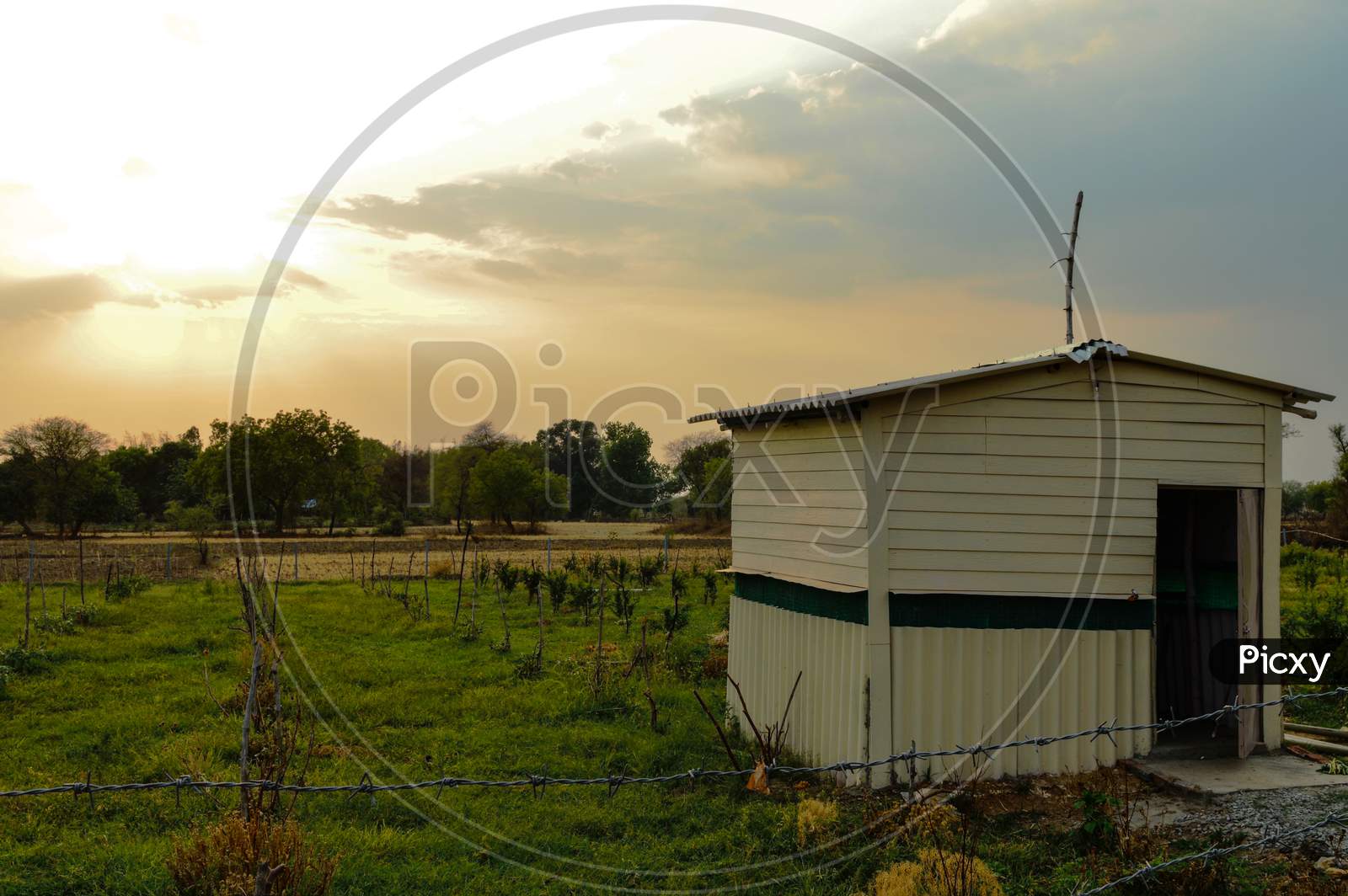 A Beautiful Landscape Evening View Of Hut And Field Of Pomegranate And Apple Plumb At Indian Village.
