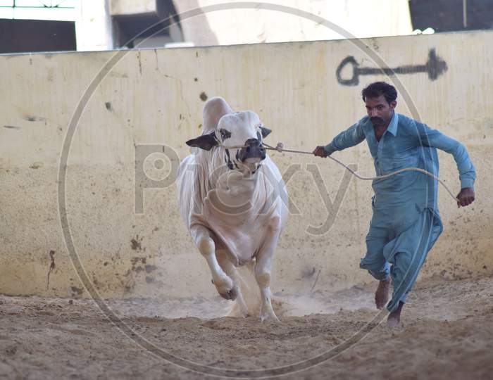 A Man with a Running Bull in the Cattle Farm