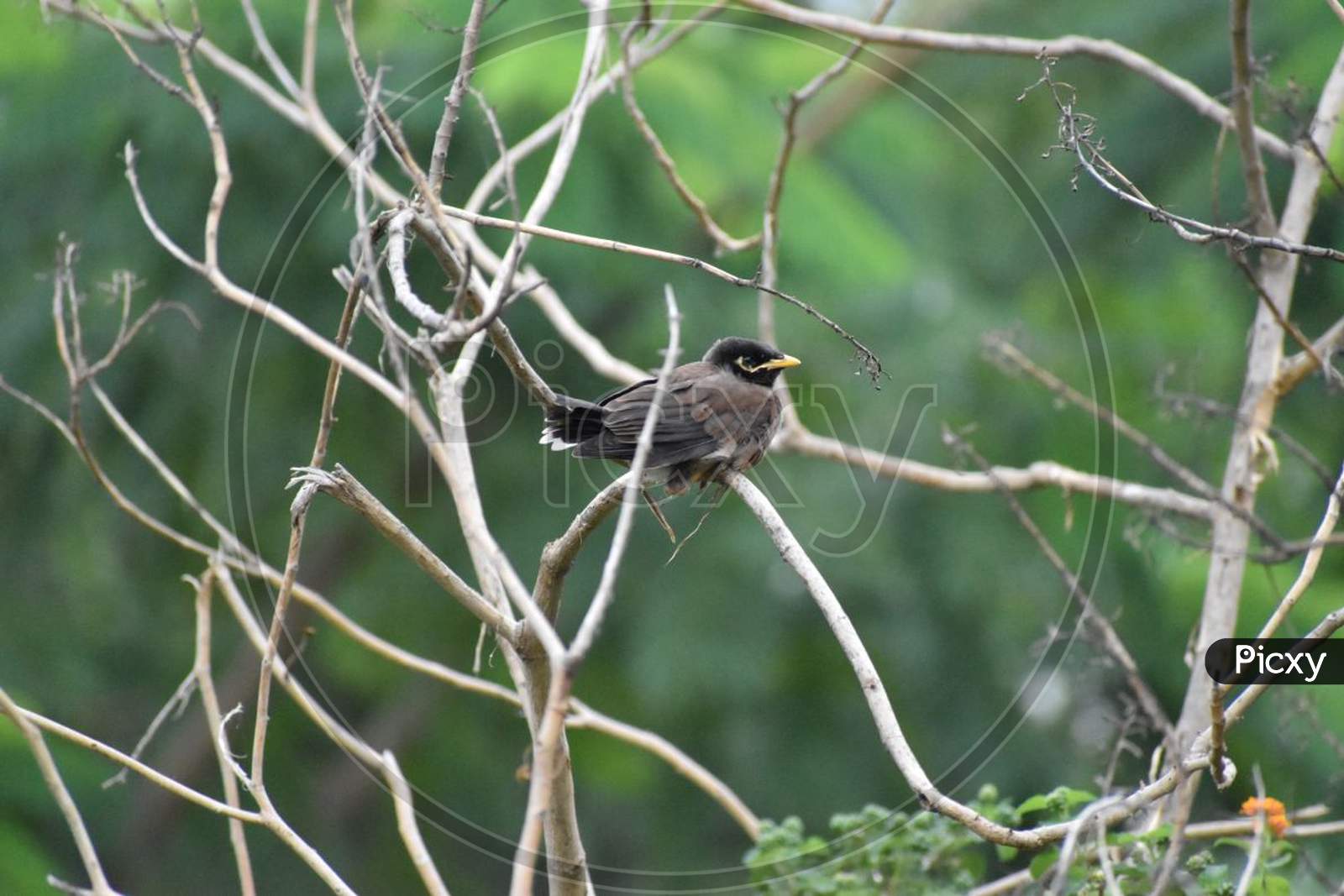 A perching bird sitting in branch
