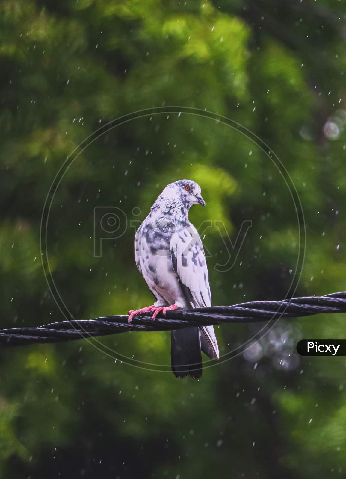 Pigeon enjoying the rain