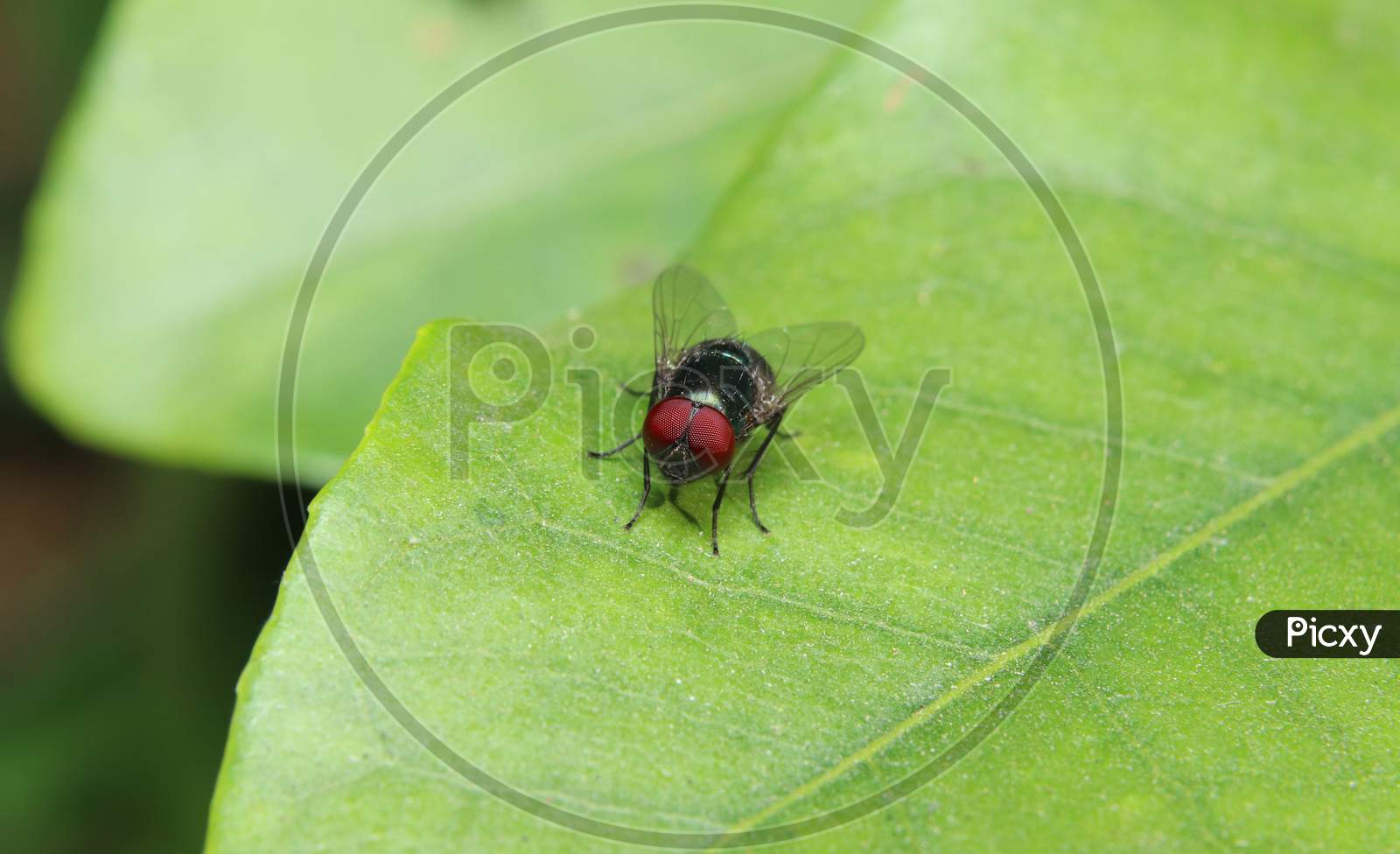 Red Eye Fly Sit On A Leaf