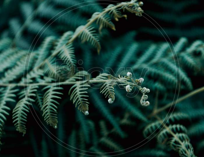 Ferns On Desaturated Green Tones In The Middle Of The Forest With Copy Space