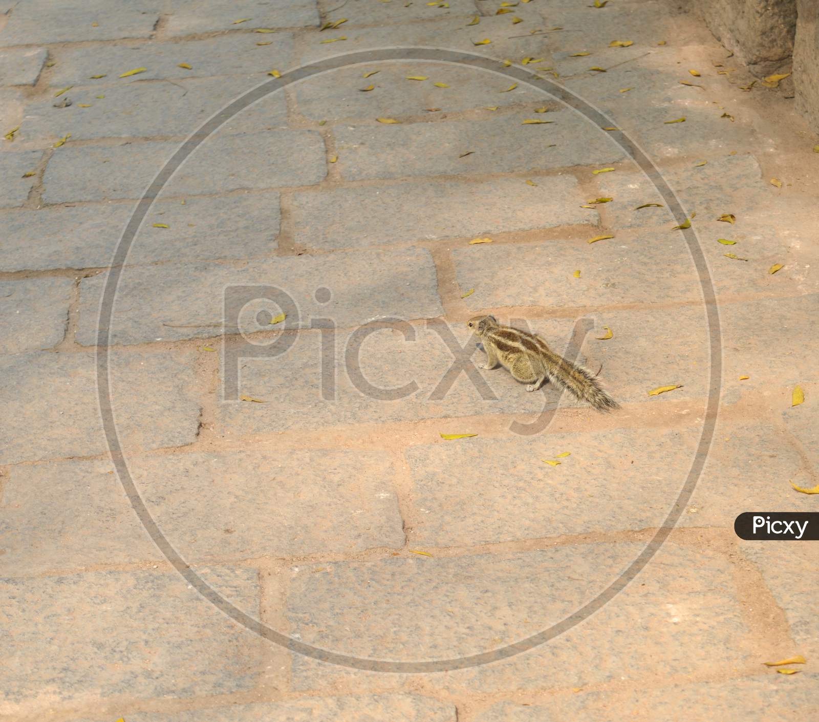 A Small Squirrel Playing At Garden Of Hauz Khas Lake And Garden From The Hauz Khas Fort At Hauz Khas Village At Winter Foggy Morning.