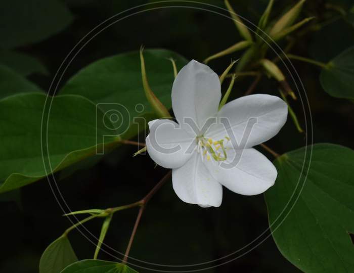 A beautiful white jasmine flower
