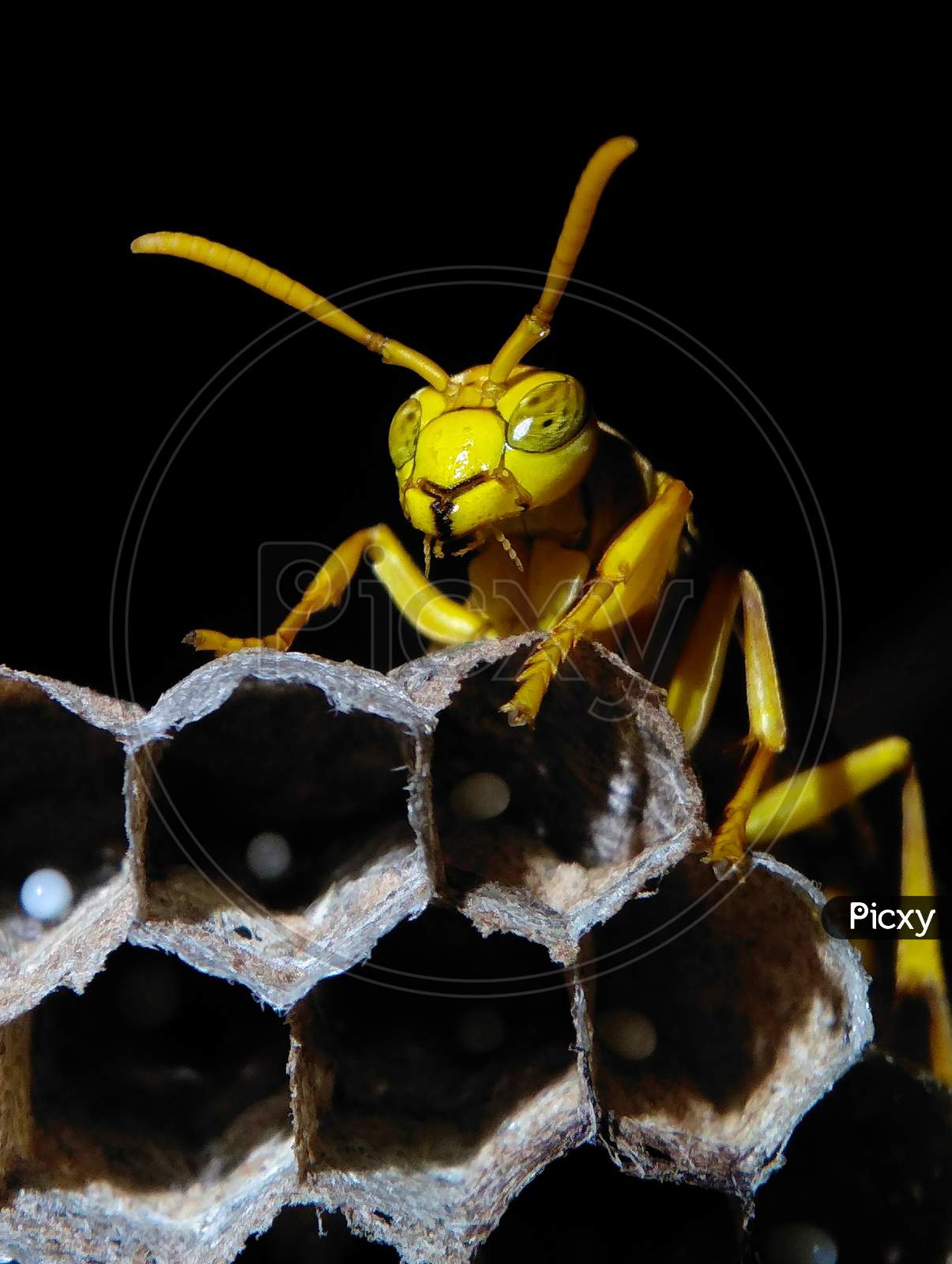 yellow Wasp