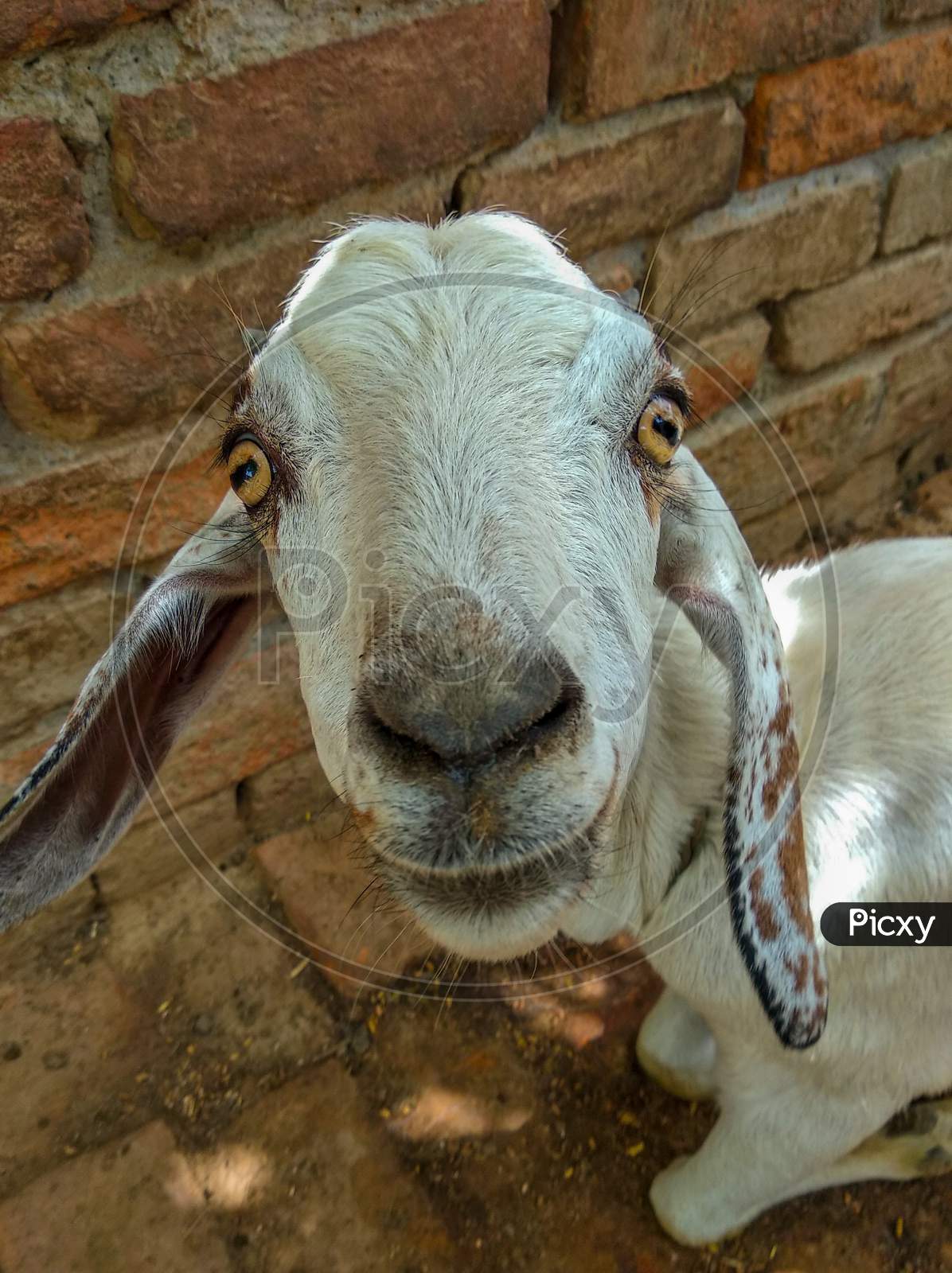 Meet 'Bablu' the smiling goat :)