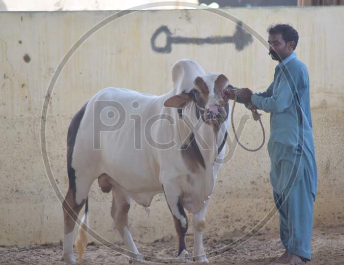 A Man with a Bull in the Cattle Farm