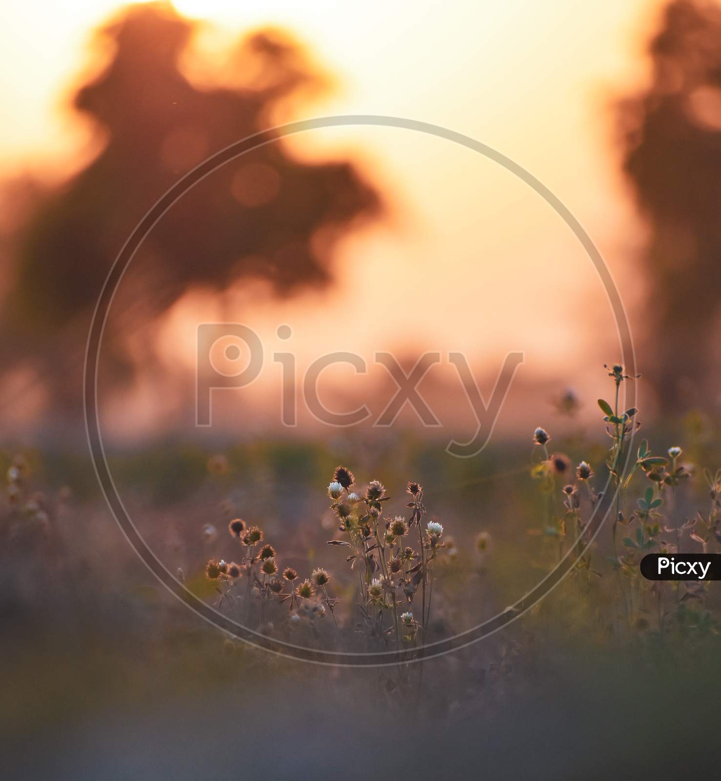 Flowers on the plant during sunset