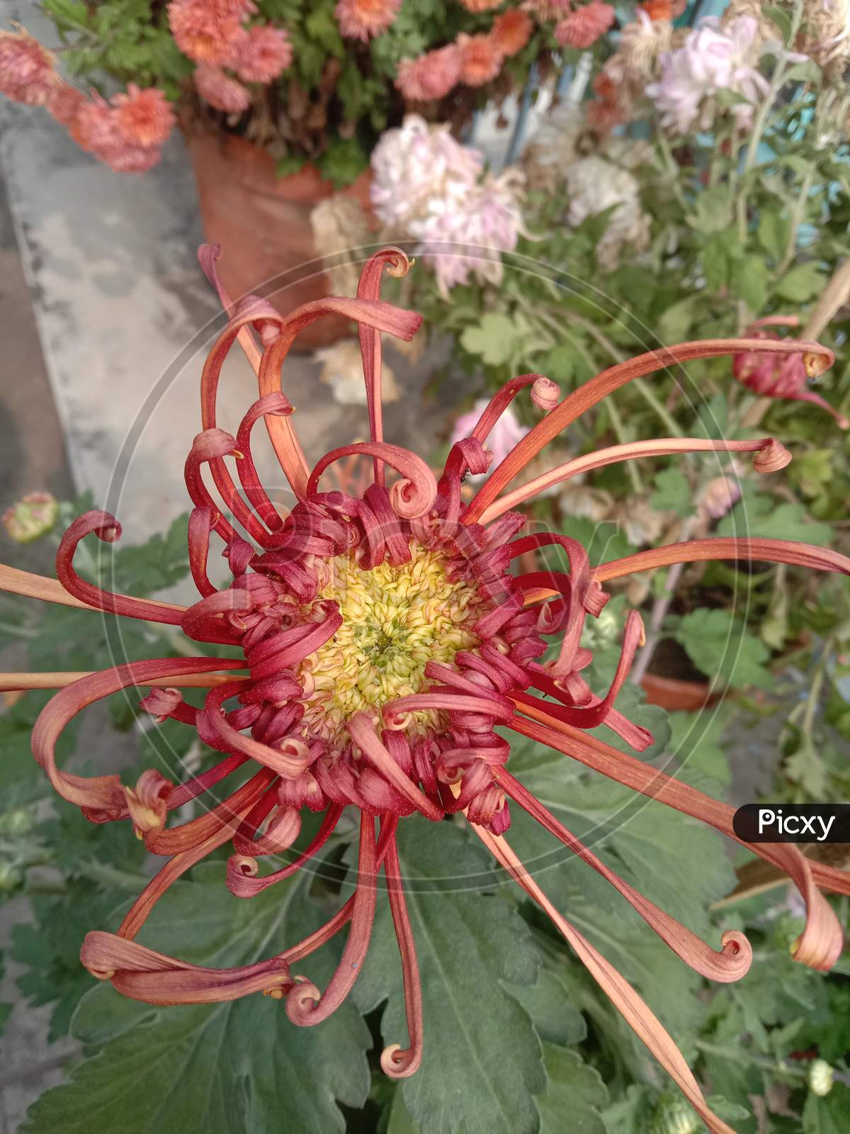 Growing Chrysanthemum flower