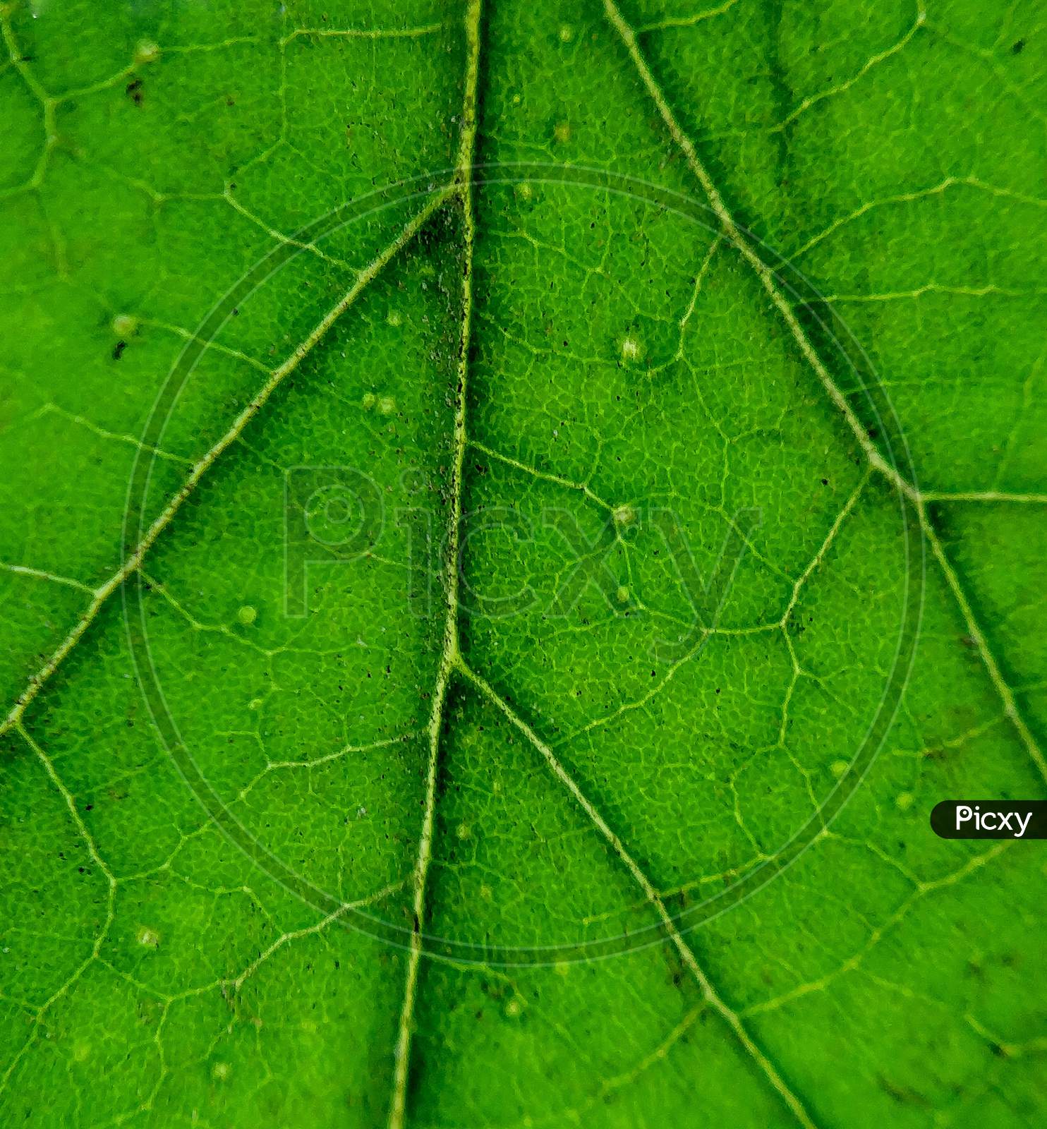 Macro of a leaf