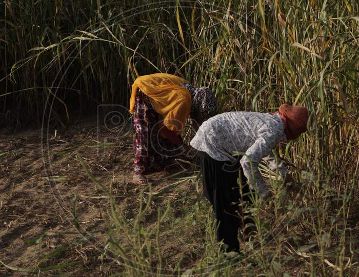 Millet Crop Harvesting