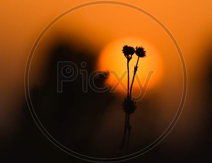 Sunset and flowers