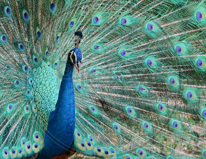 Beautiful peacock with its feathers spread out