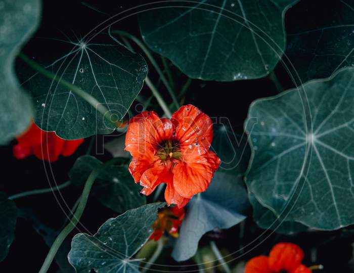 Red Flowers Over A Green Background With Dark Tones And Copy-Space