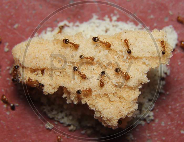Red Ant Feeding