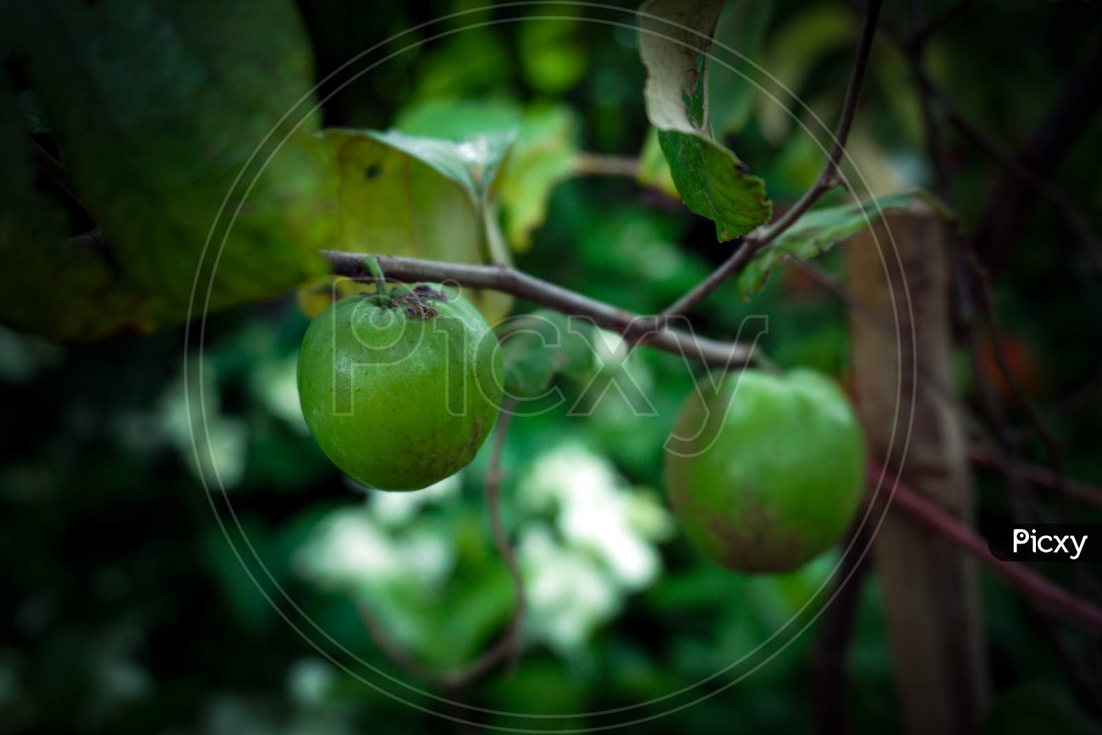 Boroi Kul - Jujube, Chinese Date Fruits-Ziziphus Mauritiana. Plum, Chinese Apple, Fruit, Food, Sodas, Apple Fruit Meals Chinese Language.