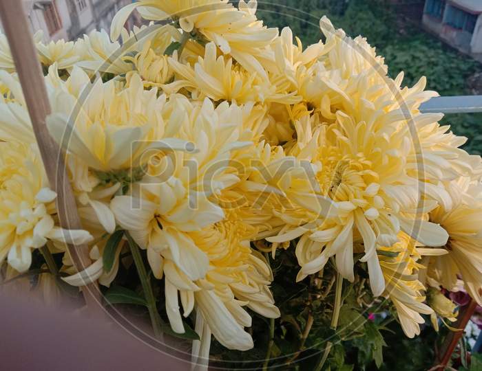 Chrysanthemum,macro photography