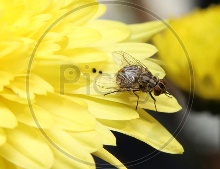 Fly On A Yellow Flower