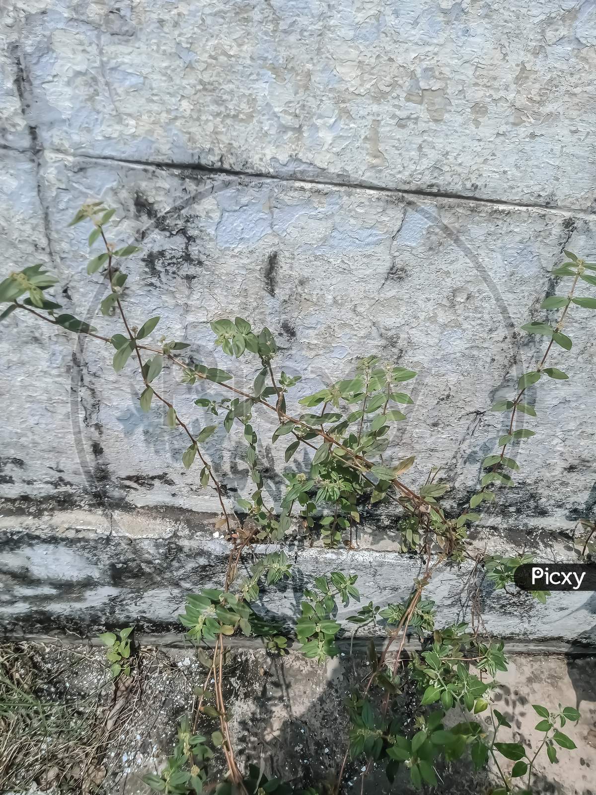 Euphorbia hirta plant