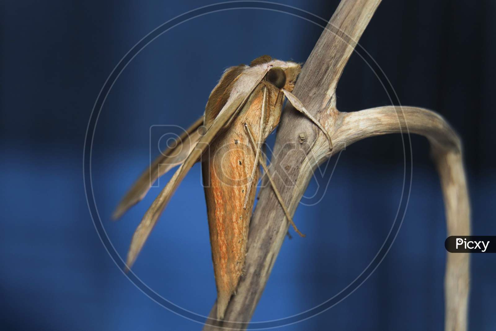 Brown-Banded Hunter Hawk Moth (Theretra Silhetensis)