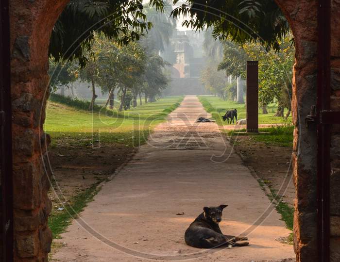 A Dog Looking At Camera From The Architecture Of Gate At Humayun Tomb Memorial From The Side Of The Lawn At Winter Foggy Morning.