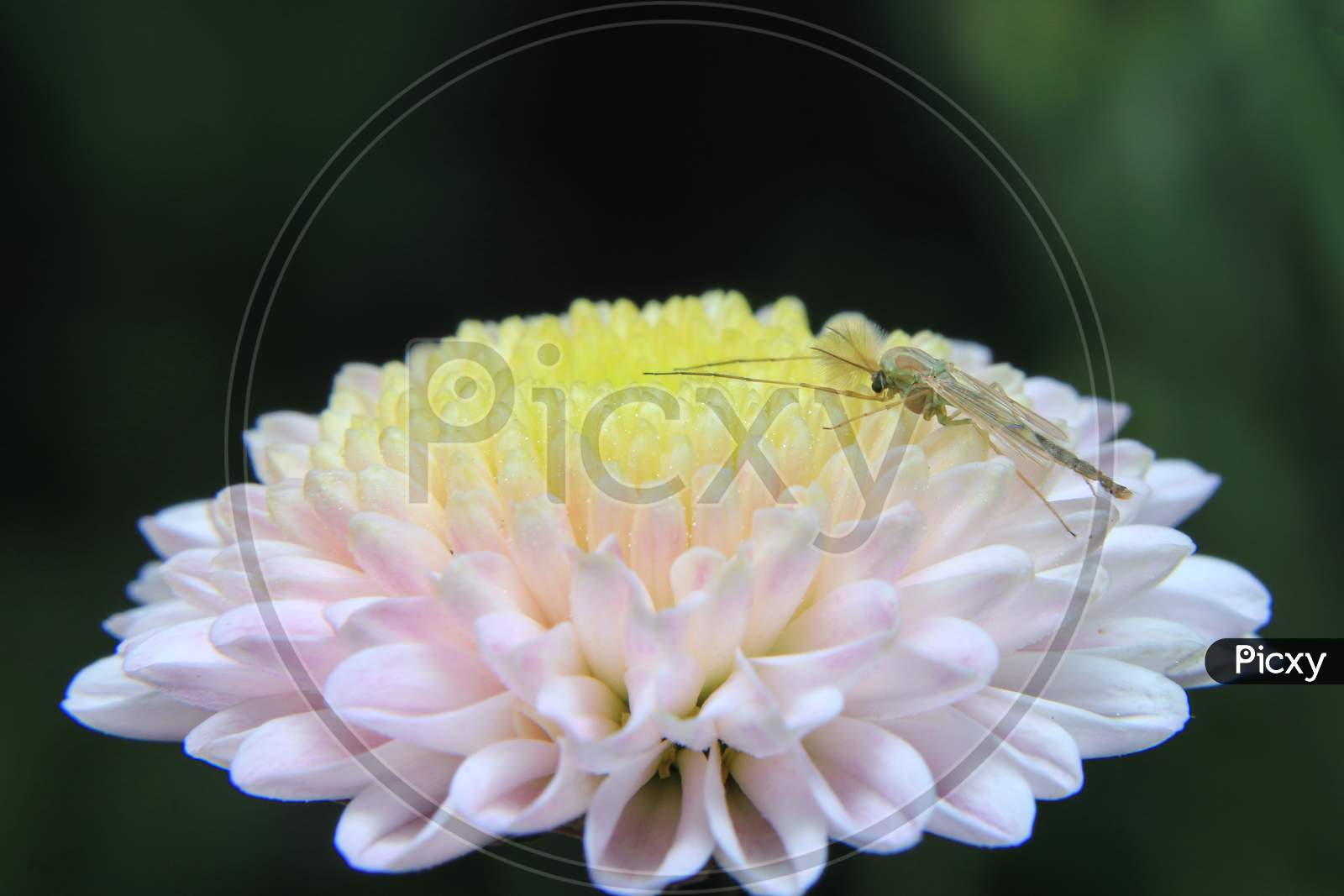 Mosquito On Flower