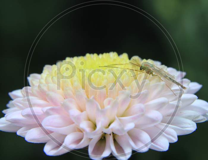 Mosquito On Flower