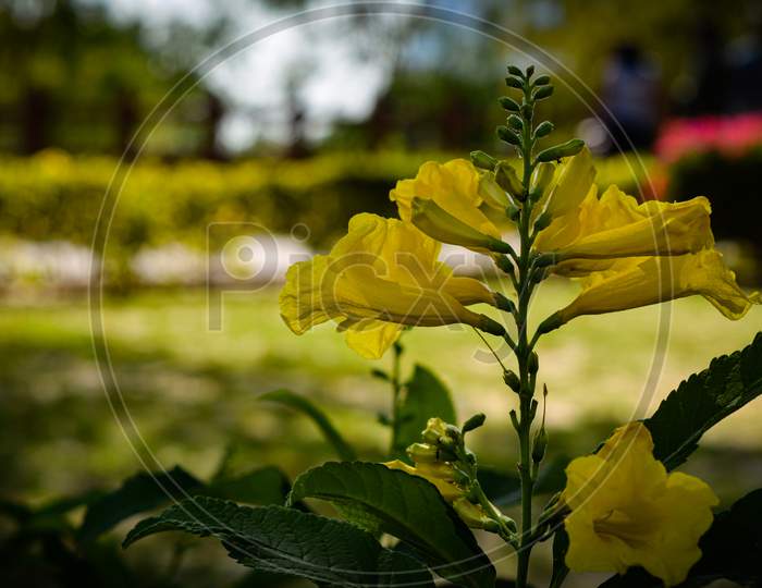 Beautiful Close-up of Flower Yellow Trumpet Bush