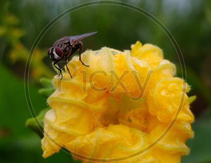 YELLOW FLOWER WITH FLY