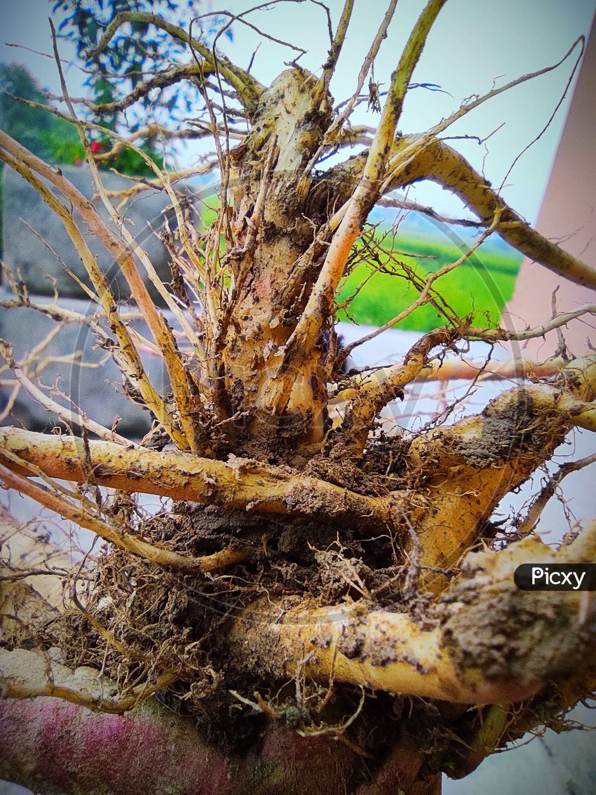 Root of plant, macro photo
