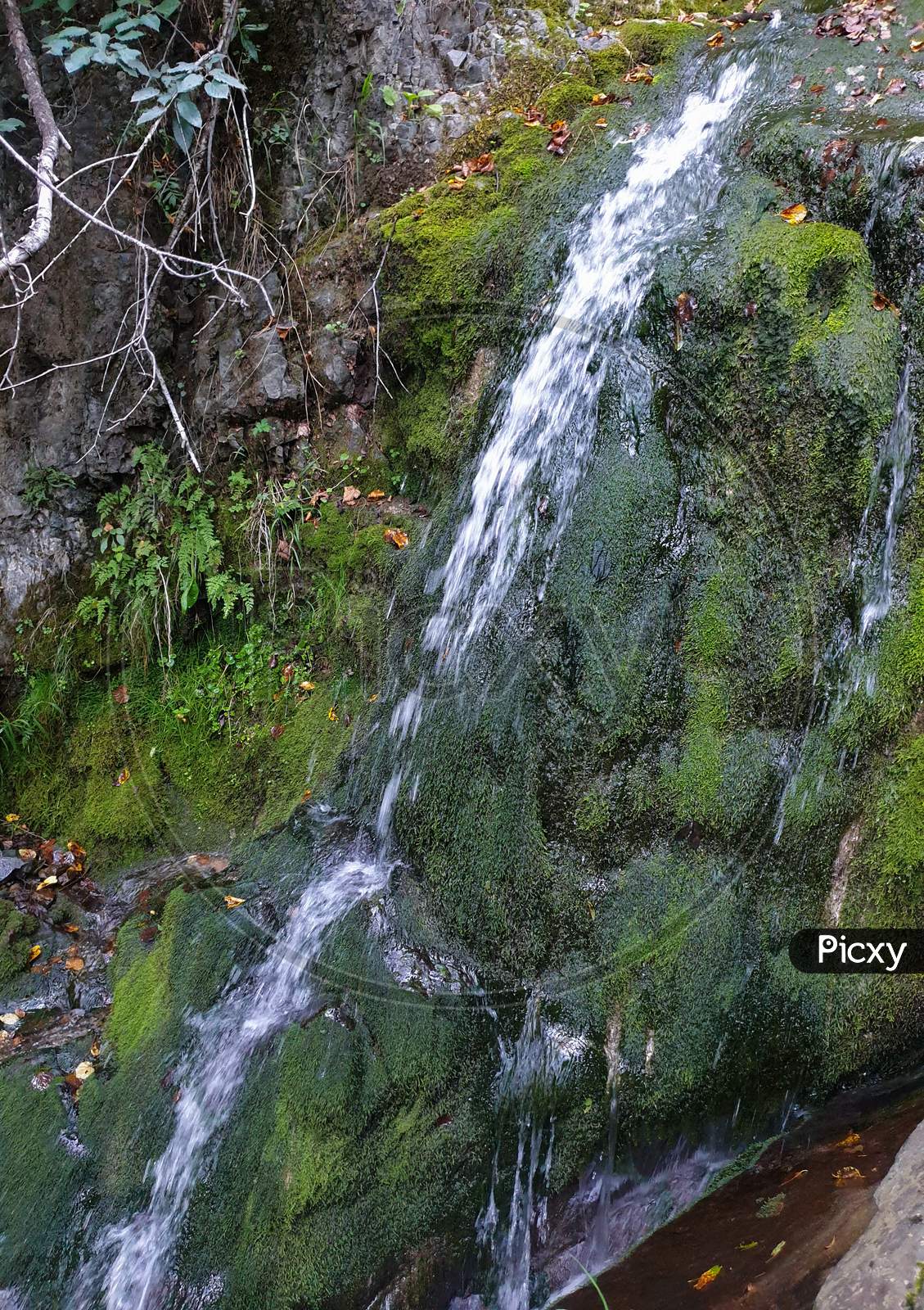 Fresh Water And Green Moss In Mountain Creek