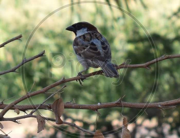 A sparrow bird