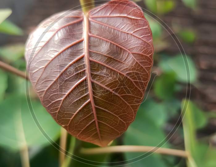 Leaf growth at outdoor