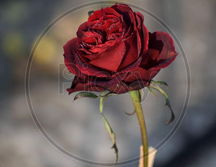 A Beautiful red rose .