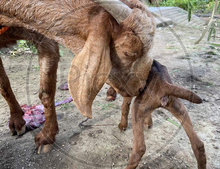 Mother goat, mother’s love