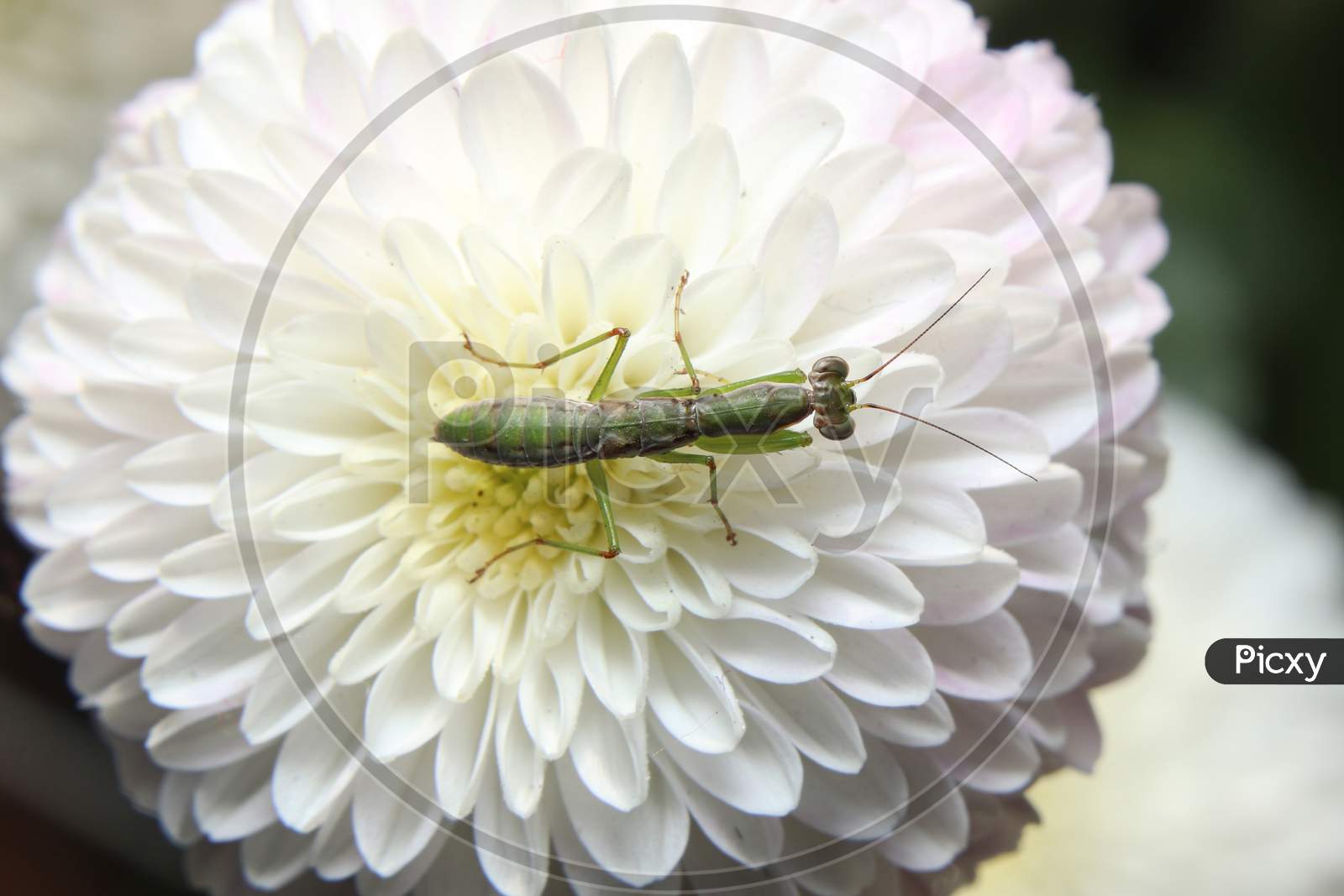 Praying Mantis On A Flower