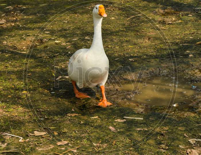 A White Color Duck Walking,Roaming Around At Garden, Lawn At Winter Foggy Morning.